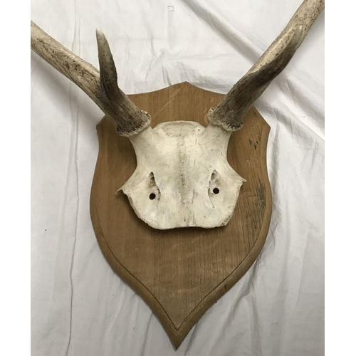 826 - Large Antler horns with Skull, wall mounted on an oak shield back, antler and skull length approx 68... 