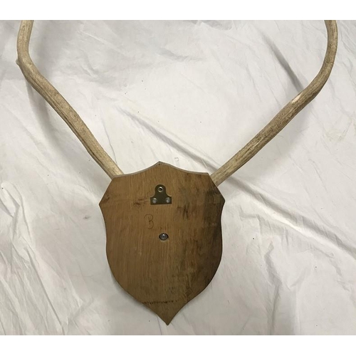 826 - Large Antler horns with Skull, wall mounted on an oak shield back, antler and skull length approx 68... 