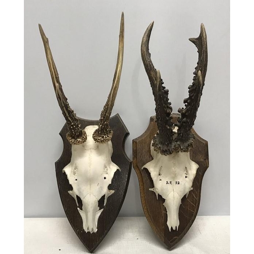 827 - Pair of small black forest horns with skulls, wall mounted on oak shield backs, length of skull and ... 