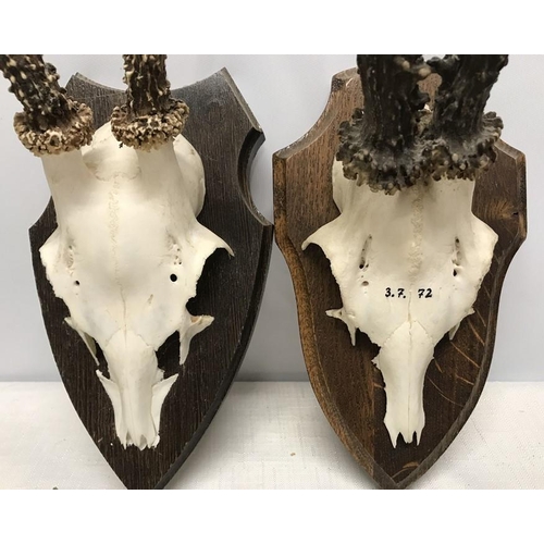 827 - Pair of small black forest horns with skulls, wall mounted on oak shield backs, length of skull and ... 