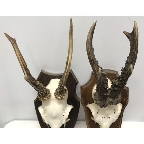 827 - Pair of small black forest horns with skulls, wall mounted on oak shield backs, length of skull and ... 