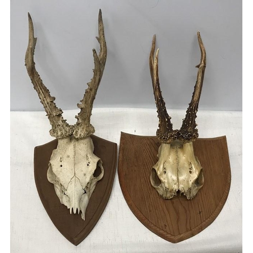 828 - Two small antler horns with skulls mounted on oak and pine shield backs. Horn and skull length 32 an... 