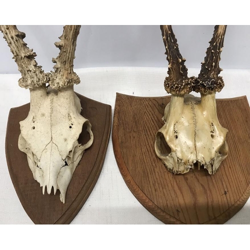 828 - Two small antler horns with skulls mounted on oak and pine shield backs. Horn and skull length 32 an... 