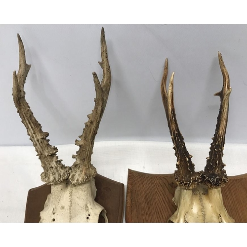 828 - Two small antler horns with skulls mounted on oak and pine shield backs. Horn and skull length 32 an... 