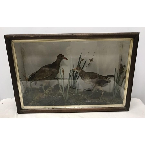 829 - Taxidermy, pair of birds, moorhens waterfowl in a glazed display case, 61 w x 41 h x 17cms d.