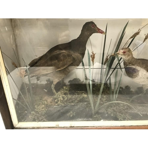 829 - Taxidermy, pair of birds, moorhens waterfowl in a glazed display case, 61 w x 41 h x 17cms d.