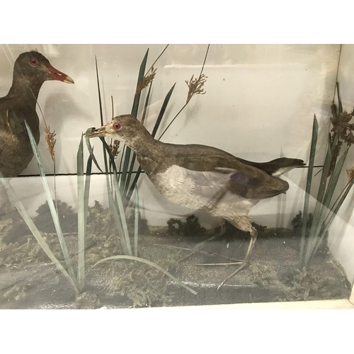 829 - Taxidermy, pair of birds, moorhens waterfowl in a glazed display case, 61 w x 41 h x 17cms d.