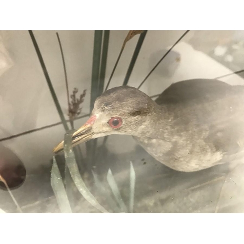 829 - Taxidermy, pair of birds, moorhens waterfowl in a glazed display case, 61 w x 41 h x 17cms d.