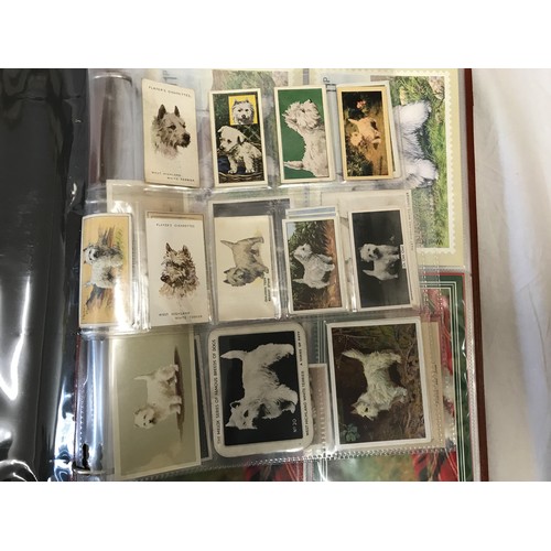 900 - An album of 62 postcards of Scottish Highland Terriers and some Players and Wills cigarette cards wi... 