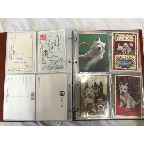 900 - An album of 62 postcards of Scottish Highland Terriers and some Players and Wills cigarette cards wi... 