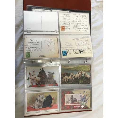 900 - An album of 62 postcards of Scottish Highland Terriers and some Players and Wills cigarette cards wi... 