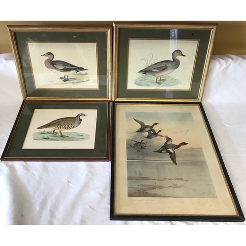 687 - Four wild bird prints to include a pair in gilt frames of 