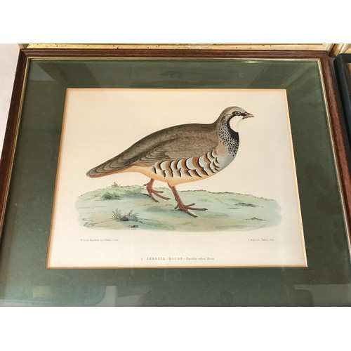 687 - Four wild bird prints to include a pair in gilt frames of 