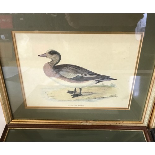 687 - Four wild bird prints to include a pair in gilt frames of 