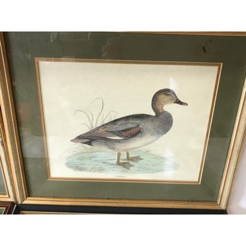 687 - Four wild bird prints to include a pair in gilt frames of 