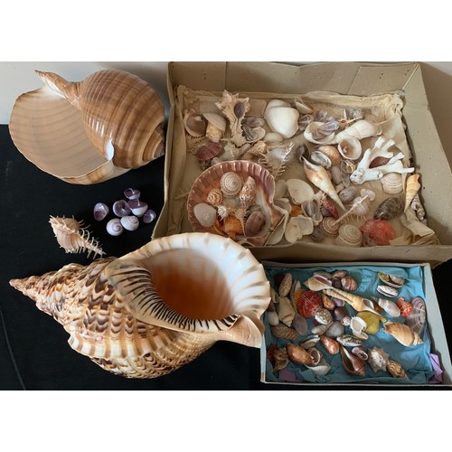 628 - A collection of sea shells to include a Triton Trumpet, abalone etc.