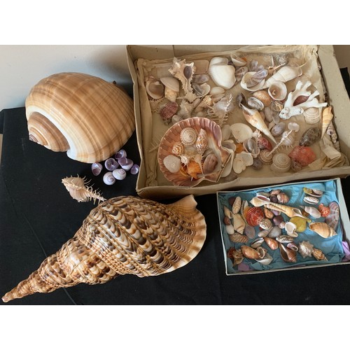 628 - A collection of sea shells to include a Triton Trumpet, abalone etc.