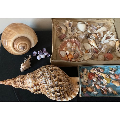 628 - A collection of sea shells to include a Triton Trumpet, abalone etc.