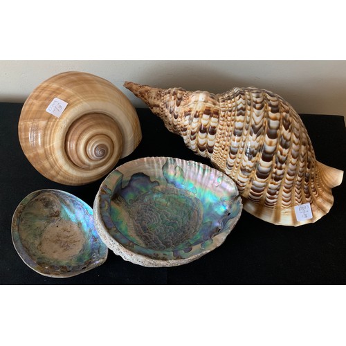 628 - A collection of sea shells to include a Triton Trumpet, abalone etc.