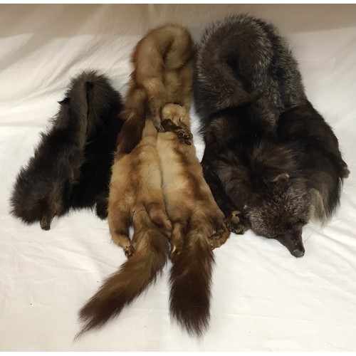 471 - A selection of 3 fur stoles to include fox and mink. Largest 172cm l.