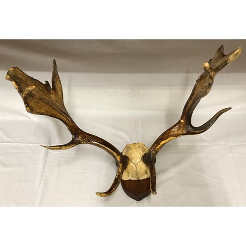 783 - A pair of mounted antlers on wooden base. Max width 60cm, max height approx 30 cm.