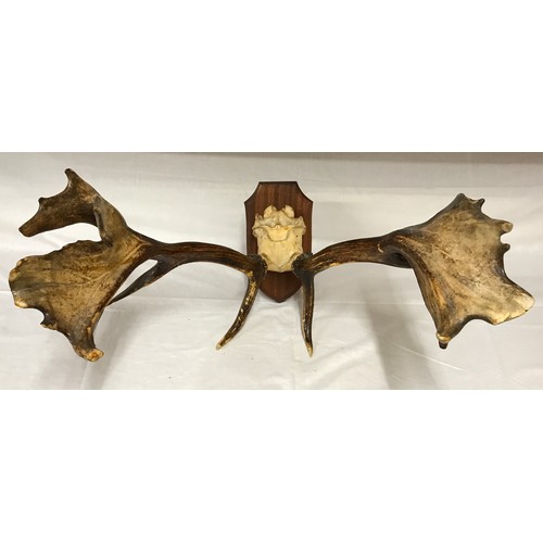 783 - A pair of mounted antlers on wooden base. Max width 60cm, max height approx 30 cm.