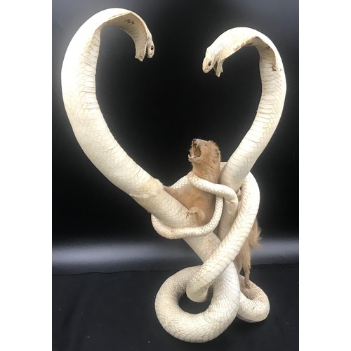 784 - Taxidermy display of two white Cobra snakes and mongoose approx. 58cm h.