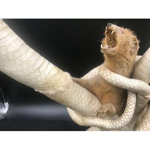 784 - Taxidermy display of two white Cobra snakes and mongoose approx. 58cm h.