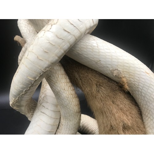 784 - Taxidermy display of two white Cobra snakes and mongoose approx. 58cm h.