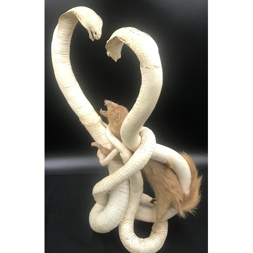 784 - Taxidermy display of two white Cobra snakes and mongoose approx. 58cm h.