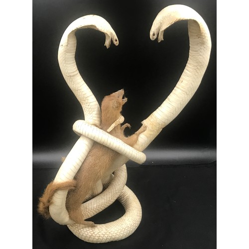 784 - Taxidermy display of two white Cobra snakes and mongoose approx. 58cm h.