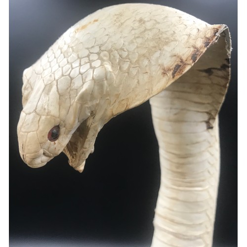 784 - Taxidermy display of two white Cobra snakes and mongoose approx. 58cm h.