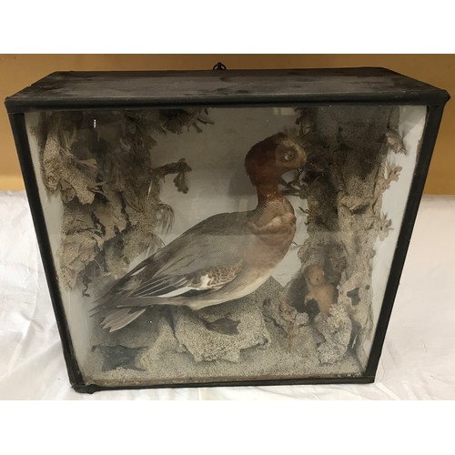 659 - A cased taxidermy study of duck and weasel in beach scene setting. Case size 46cm w x 19cm d x 43cm ... 