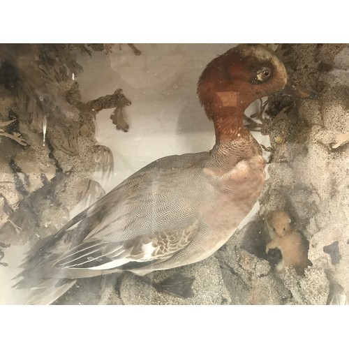 659 - A cased taxidermy study of duck and weasel in beach scene setting. Case size 46cm w x 19cm d x 43cm ... 