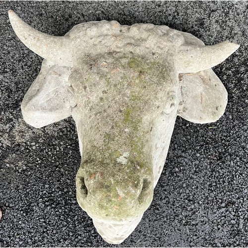 1359B - A reconstituted bull. 42cm across one horn .