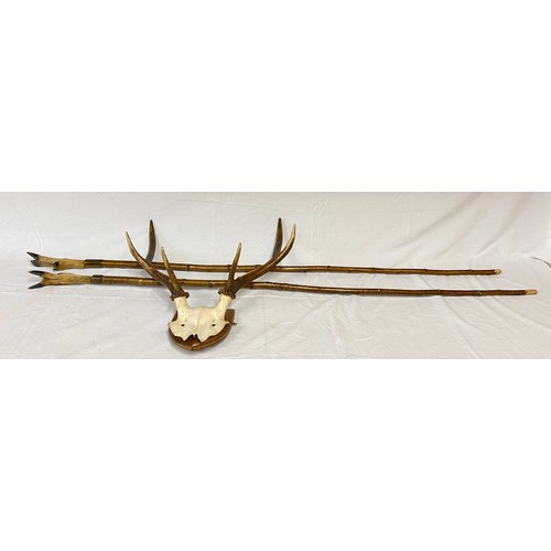 1083 - Mounted red deer stag antlers, a set of 6 point antlers and skull mounted on a wooden shield. Antler... 