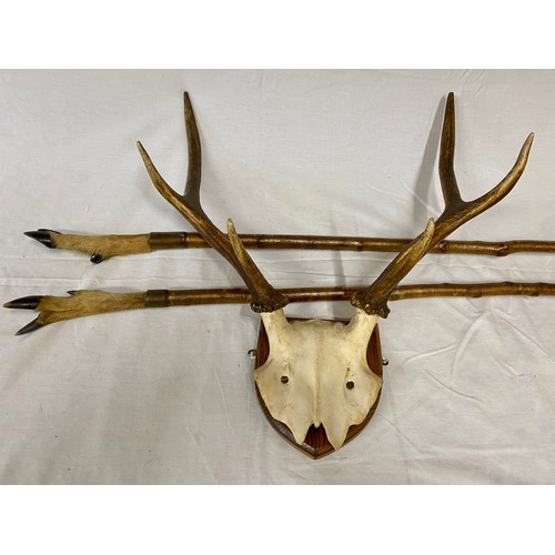 1083 - Mounted red deer stag antlers, a set of 6 point antlers and skull mounted on a wooden shield. Antler... 