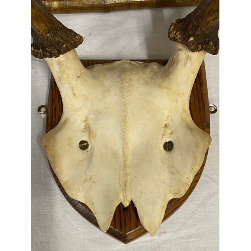 1083 - Mounted red deer stag antlers, a set of 6 point antlers and skull mounted on a wooden shield. Antler... 