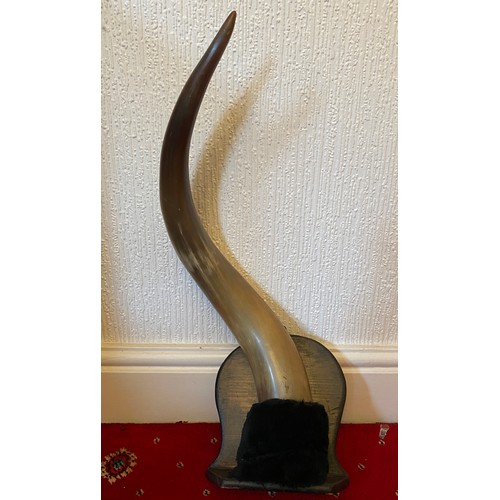 1085 - A buffalo ? horn mounted on wooden shelf. Approx 73cm h.