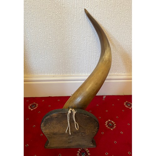 1085 - A buffalo ? horn mounted on wooden shelf. Approx 73cm h.