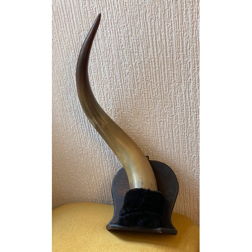 1085 - A buffalo ? horn mounted on wooden shelf. Approx 73cm h.