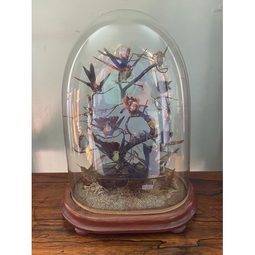 1084 - A 19thC taxidermy study of humming birds under a glass dome on a mahogany base. 41 cm h.