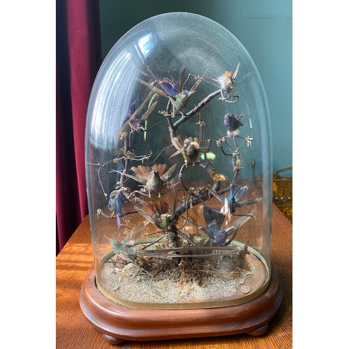 1084 - A 19thC taxidermy study of humming birds under a glass dome on a mahogany base. 41 cm h.