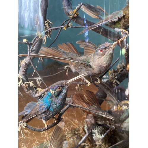 1084 - A 19thC taxidermy study of humming birds under a glass dome on a mahogany base. 41 cm h.