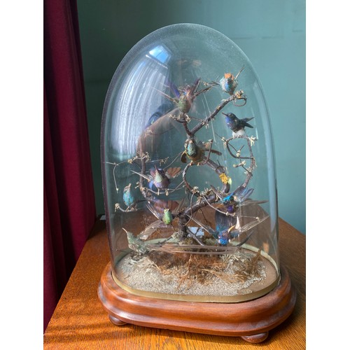 1084 - A 19thC taxidermy study of humming birds under a glass dome on a mahogany base. 41 cm h.