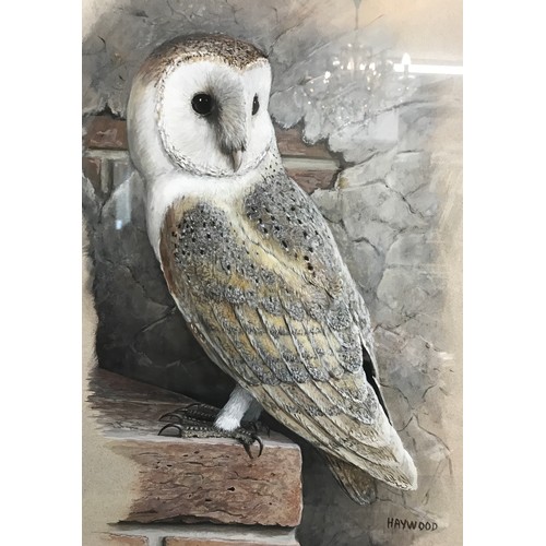 1562 - Watercolour of a barn owl perched on a brick by John Frank Haywood 1936-1991. Image measures approx ... 