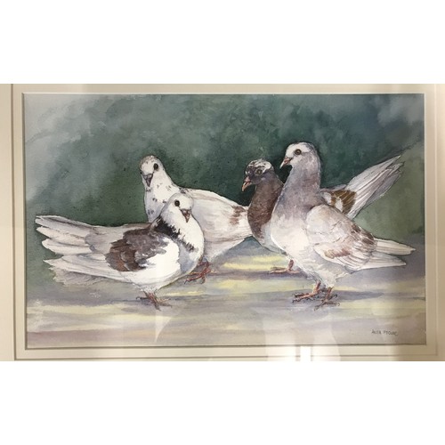 1144 - Watercolour of pigeons by Anita Pegler signed lower right 24.5 x 39cm.