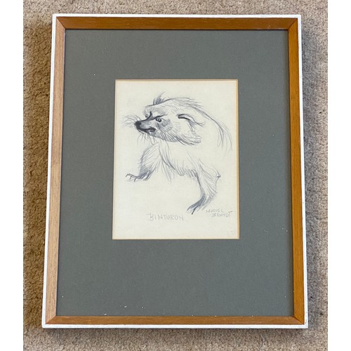 1181 - Muriel Brandt (1909-1981) Pencil drawing of Binturon (Binturong) pencil signature lower right visual... 