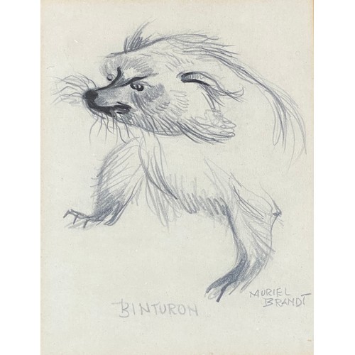 Muriel Brandt (1909-1981) Pencil drawing of Binturon (Binturong) pencil ...