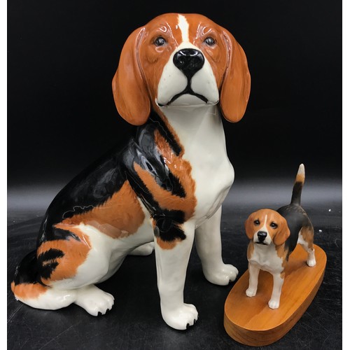 205 - A large Beswick ceramic model of a Beagle model no. 2300 long with a Beswick 'Champion Beagle' on wo... 